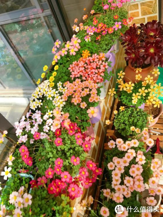 9种便宜花，买时看不上，却越养越香，每一种都是“颜值担当”