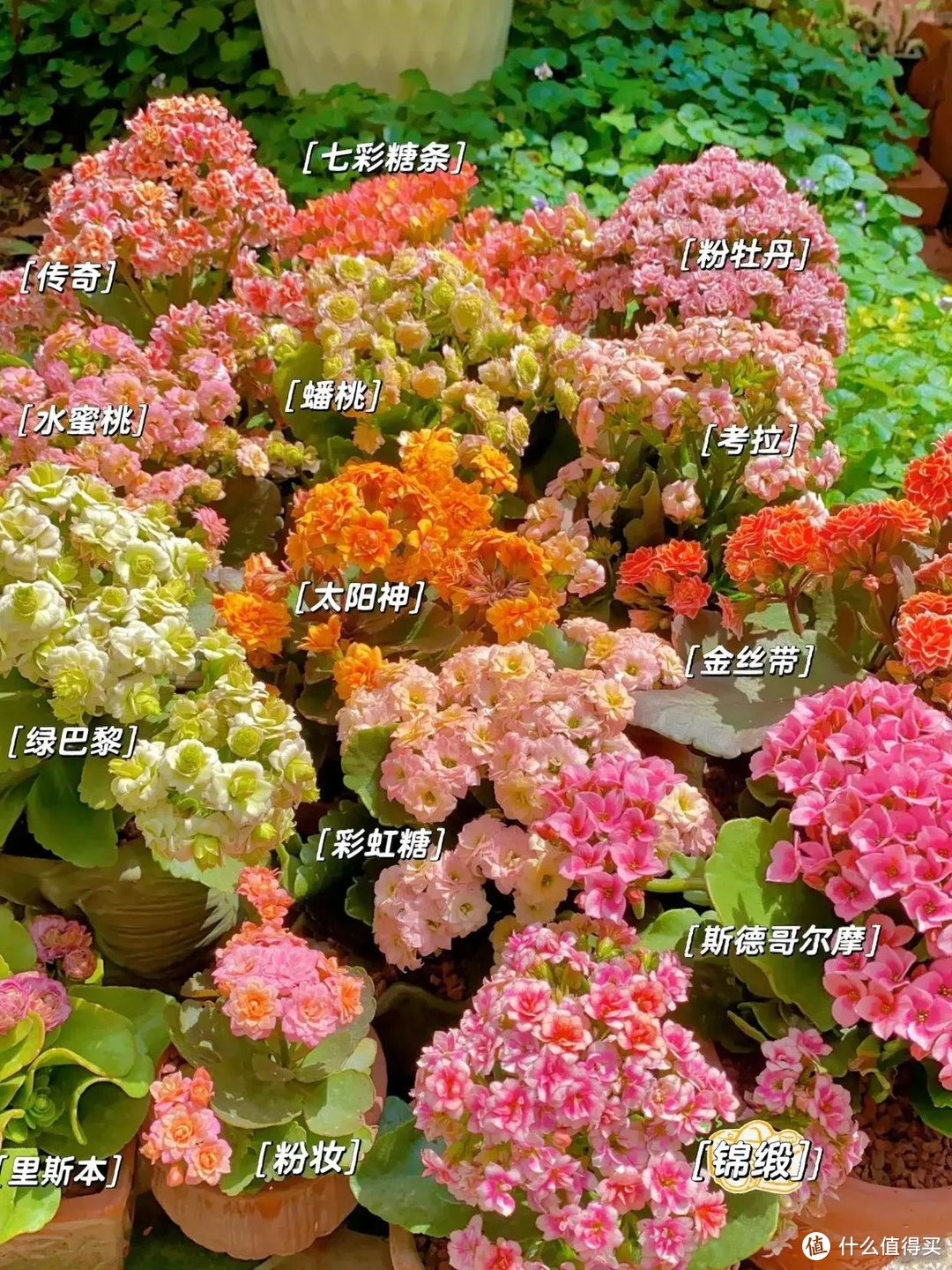 冬天养这8种花，“控水”是王道，否则可能剩空盆