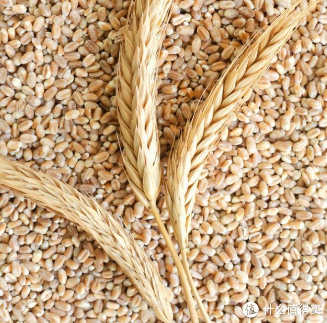小麦和大麦的区别，可别买错了！