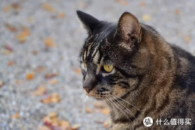 猫粮什么牌子好又便宜？十大放心便宜主食冻干猫粮推荐