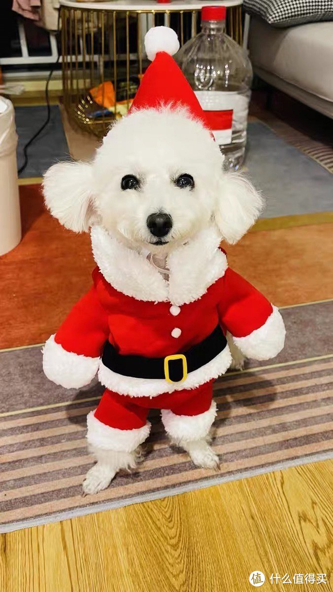 宠物也要过圣诞！狗狗圣诞老人衣服，让TA成为最萌圣诞狗狗