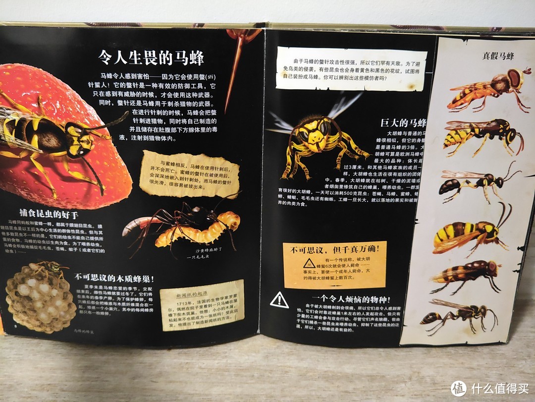 《昆虫和其他小动物》，让吞金兽了解昆虫的世界