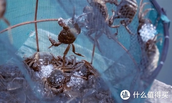 大雪时节已至，蟹状元持续关注大闸蟹养殖状况