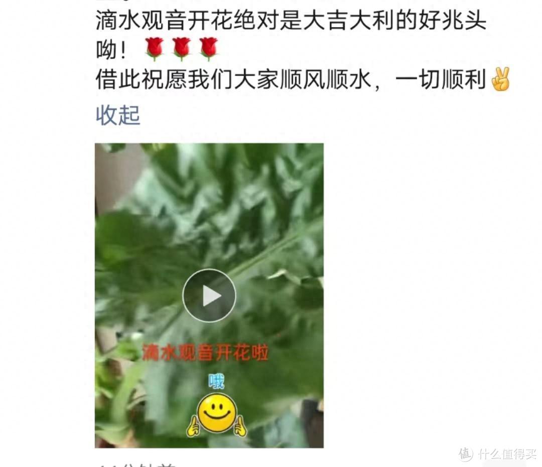 轻易不开花，开花即有“好兆头”的8种花，快看你家养过吗？