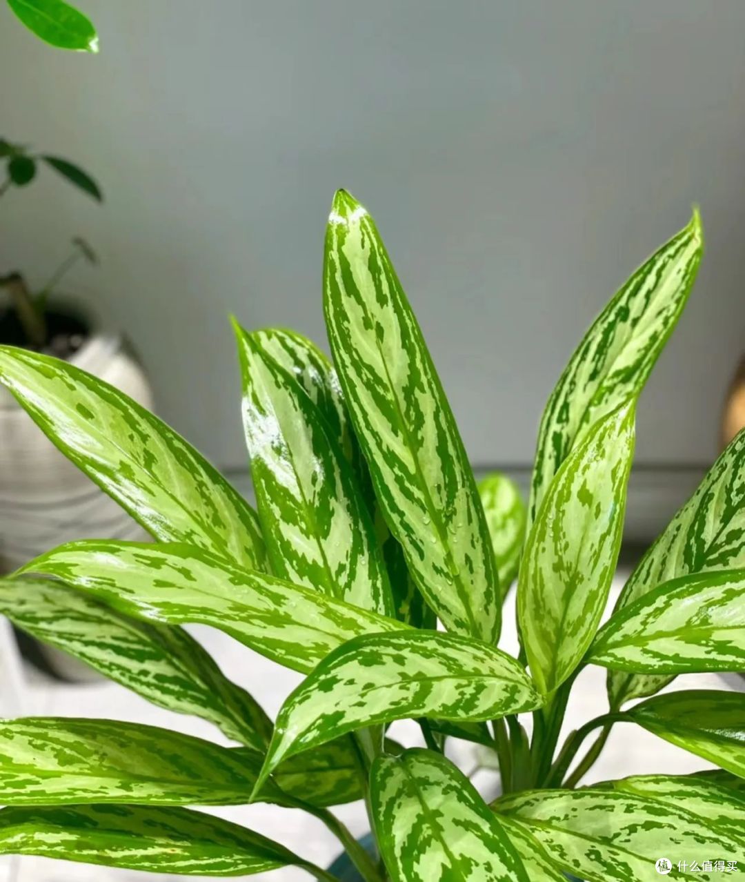 10种"吸毒花",冬天室内一放,甲醛,废气全吸光,高雅又漂亮