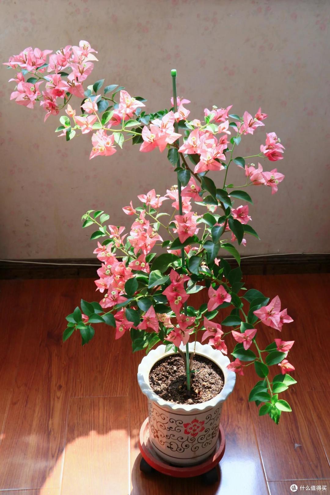 ①品种繁多,花色美三角梅的品种有很多,除了一些原生品种,还有很多的