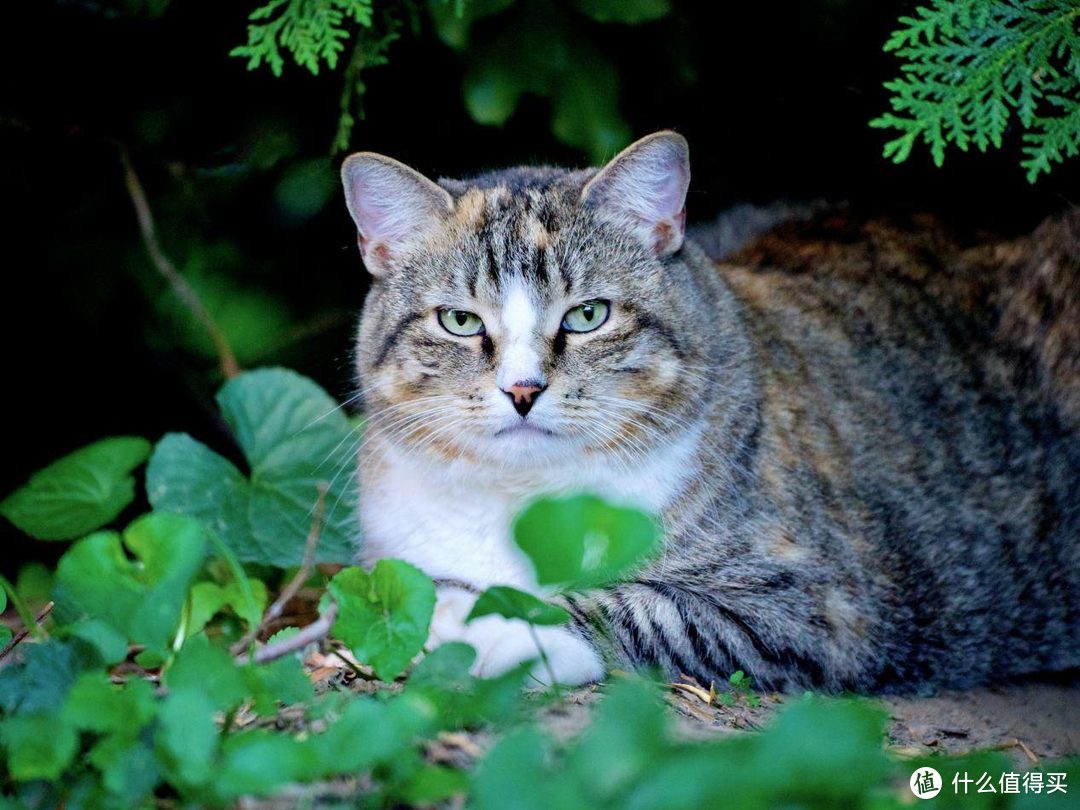 什么牌子的猫粮比较好？测评好又便宜性价比高的主食冻干猫粮牌子