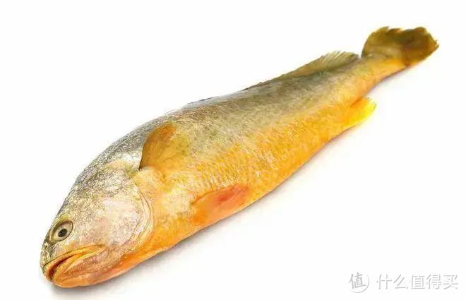 野生黄花鱼和养殖黄花鱼的区别？
