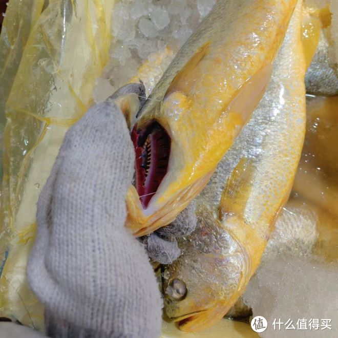 野生黄花鱼和养殖黄花鱼的区别？