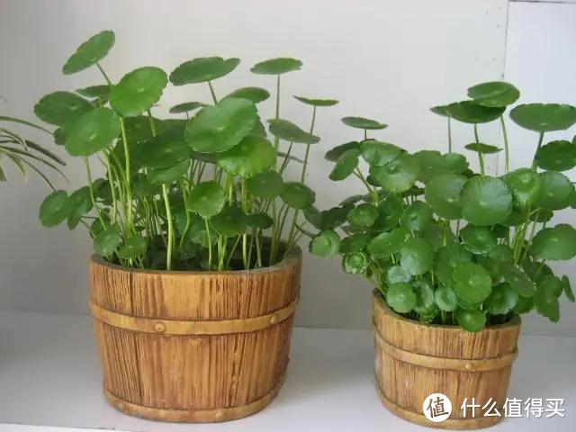 轻易不开花，开花有“好兆头”的8种花，家里养一盆，吉祥又如意