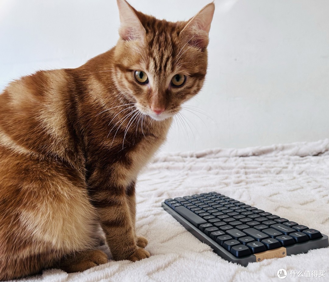 猫咪也要守护他的键盘！