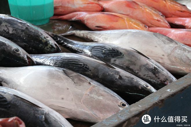 大马哈鱼和三文鱼的区别？你喜欢吃哪种鱼？