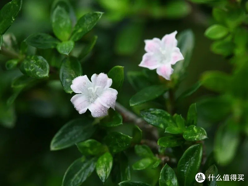 白马骨功效用法