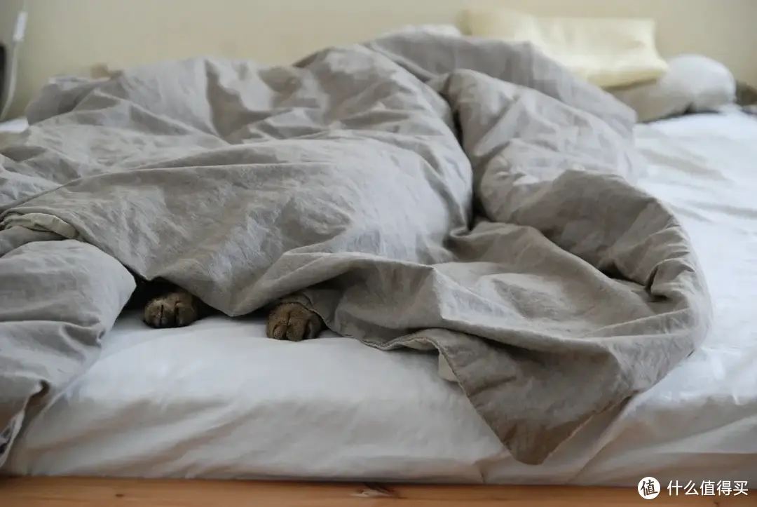 天寒地冻,床上果然长猫了