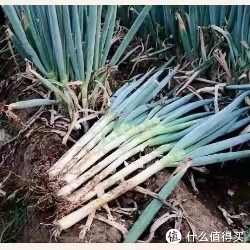 《新鲜美食的秘诀：精选食品生鲜推荐》