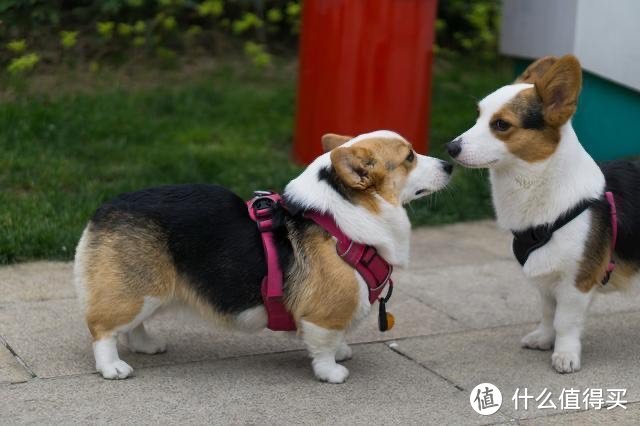 就冲这10点，养只柯基犬真的很好👍