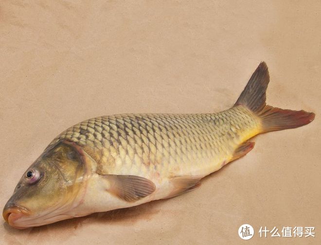 黄河鲤鱼和普通鲤鱼的区别？