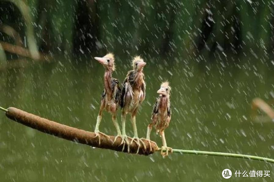 大多数鸟窝都是露天的，下雨时鸟怎么躲雨？