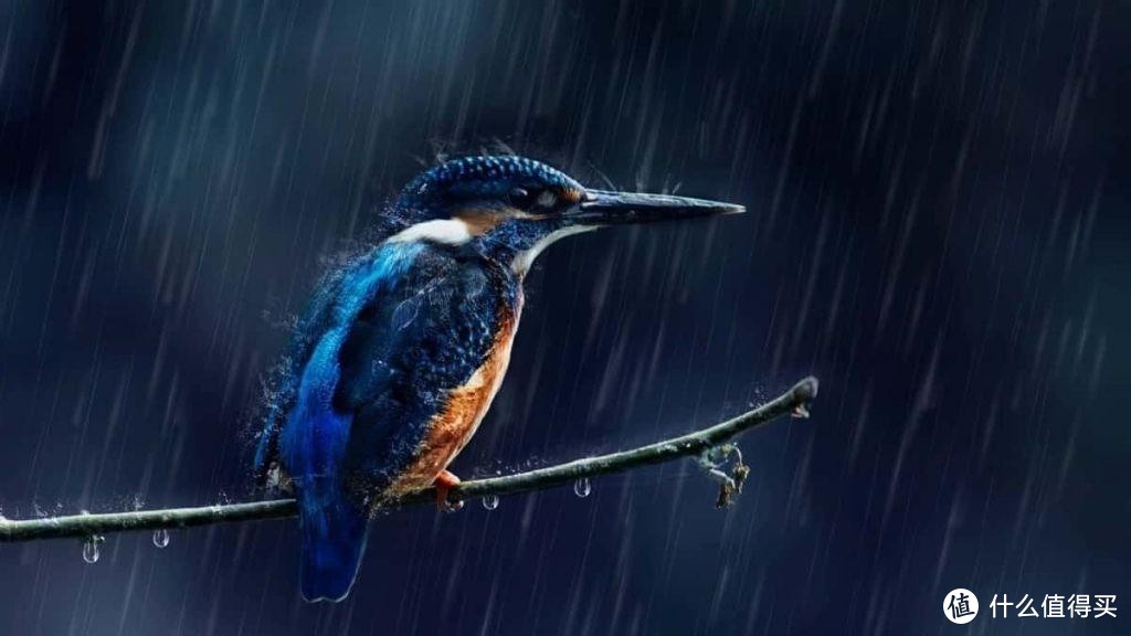 大多数鸟窝都是露天的，下雨时鸟怎么躲雨？