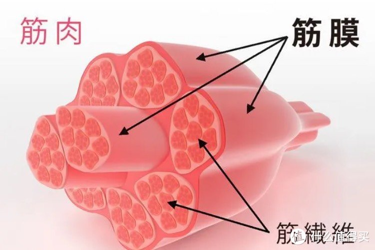 筋膜枪十大品牌：2024年十款超好用品牌总结