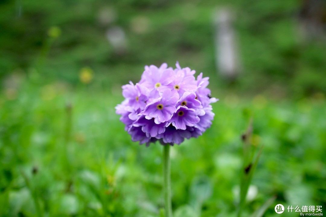 寒地报春花