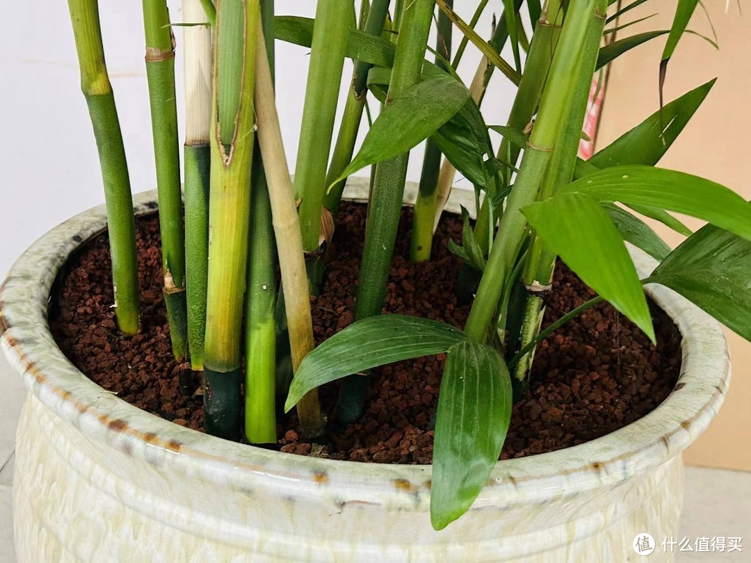 散尾葵——室内客厅大型绿植之王