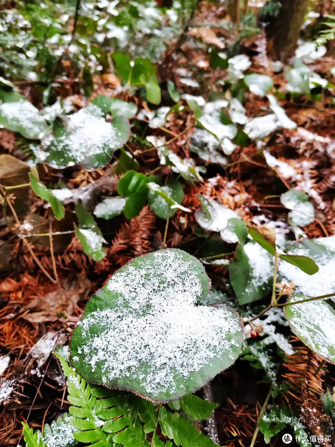 2024年的第一场雪，登顶九峰之巅-2024-01-22