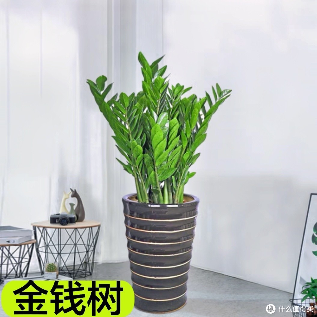 10款中大型绿植，让你的客厅瞬间高大上！