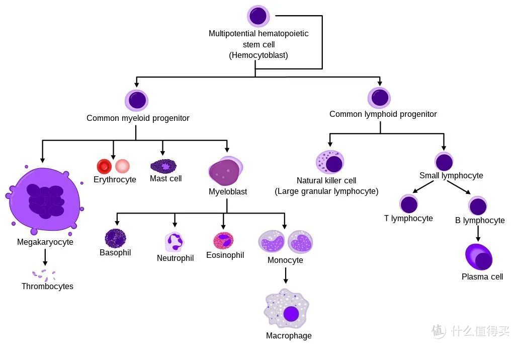 造血干细胞分化示意图 图片来源：wikipedia