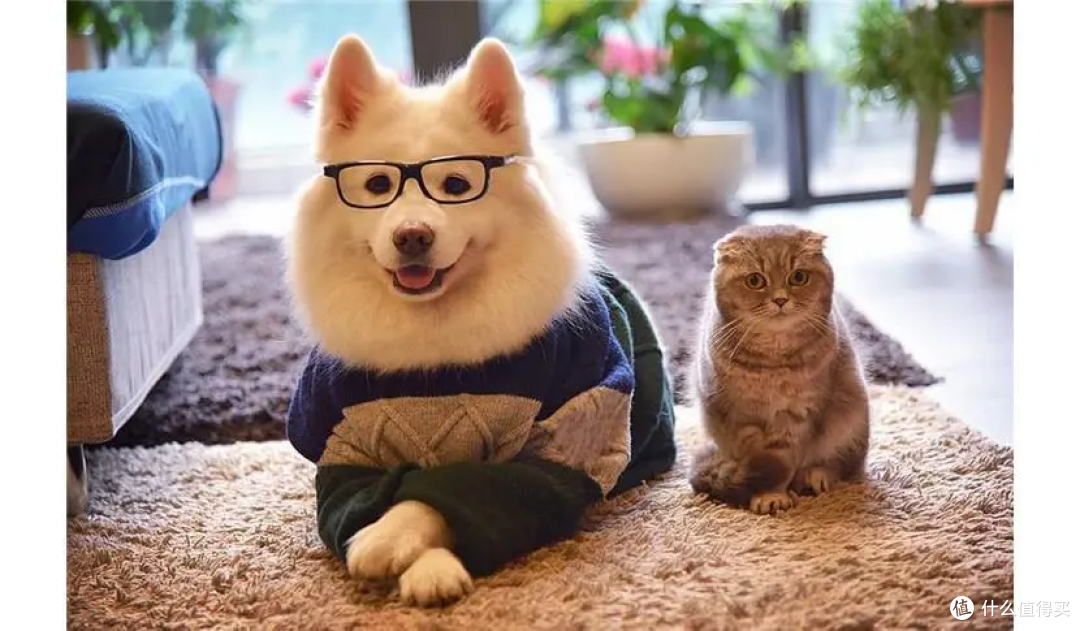 洗地机热门品牌测评|洗地机哪个牌子好：添可/希亦/追觅/石头/云鲸等洗地机哪个好？哪个牌子最值得入手