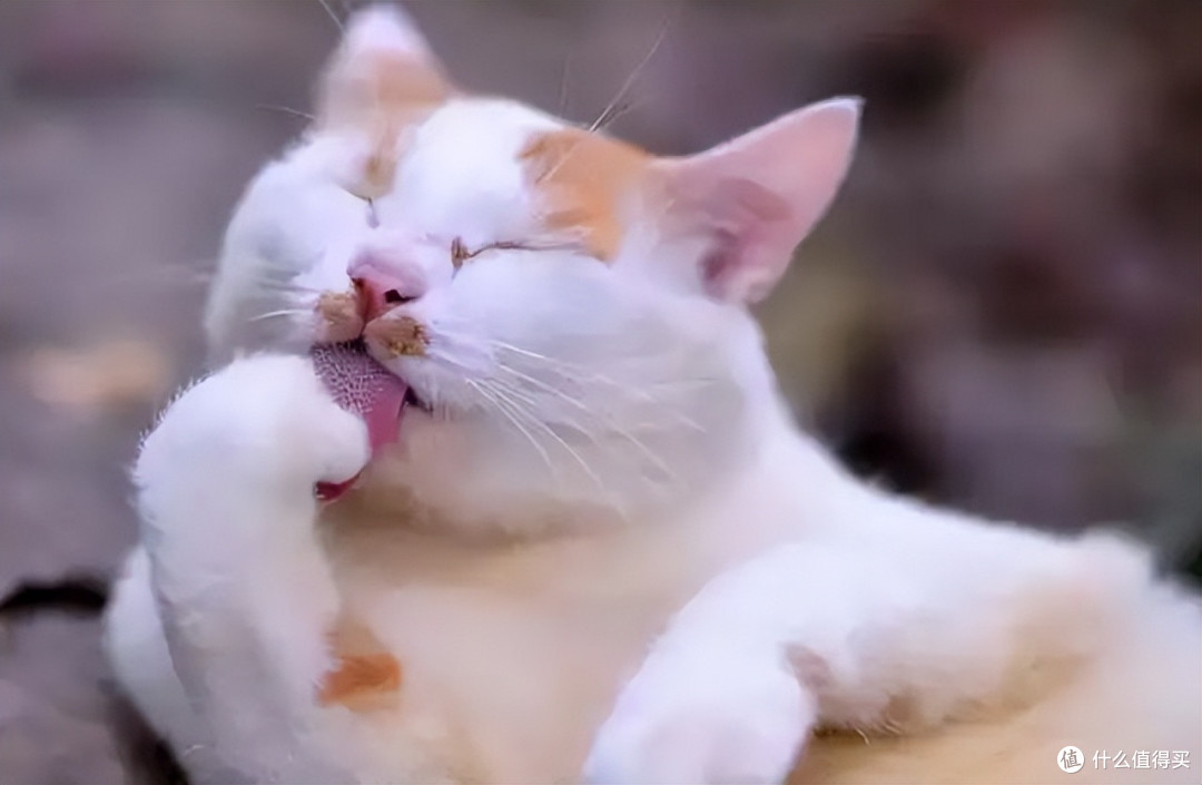 洗地机热门品牌测评|洗地机哪个牌子好：添可/希亦/追觅/石头/云鲸等洗地机哪个好？哪个牌子最值得入手