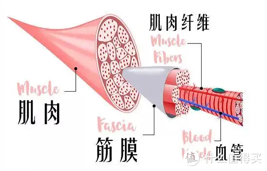 筋膜枪哪个最好？五款精心挑选实用产品推荐