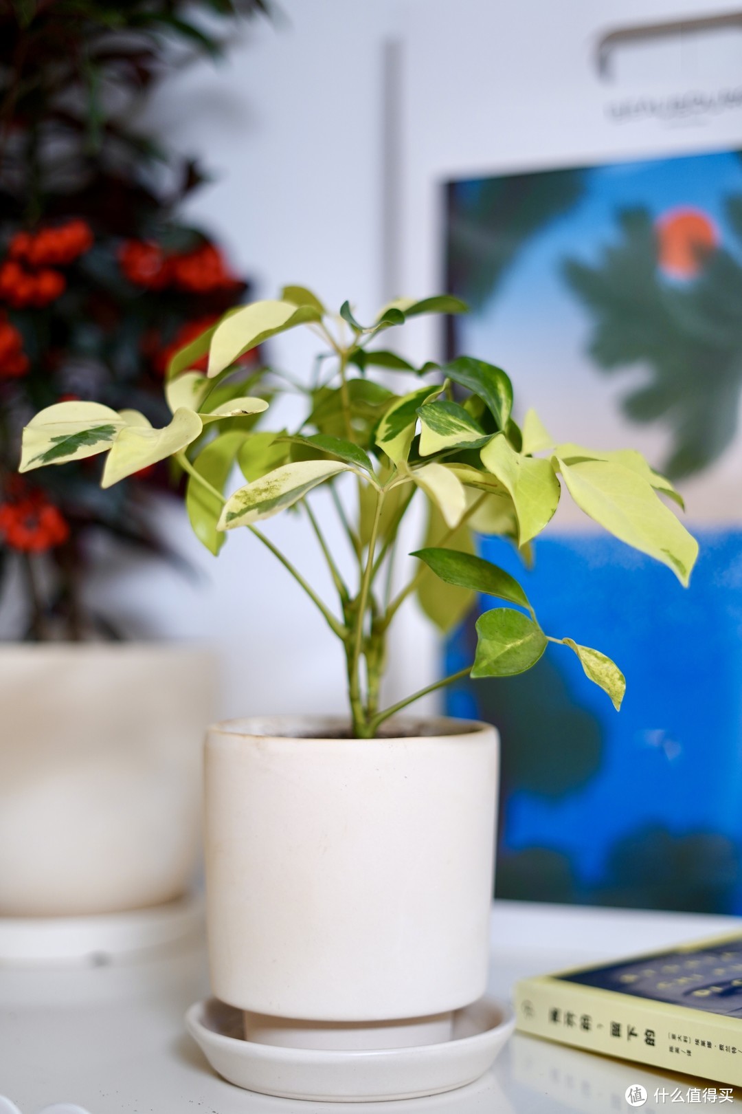 20款植得你养的氛围感盆栽合集（含年宵花推荐）