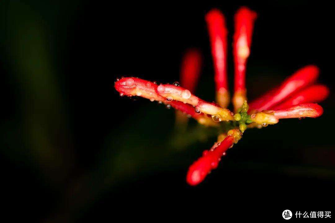 用松下最新百微拍一组“繁花”是什么体验