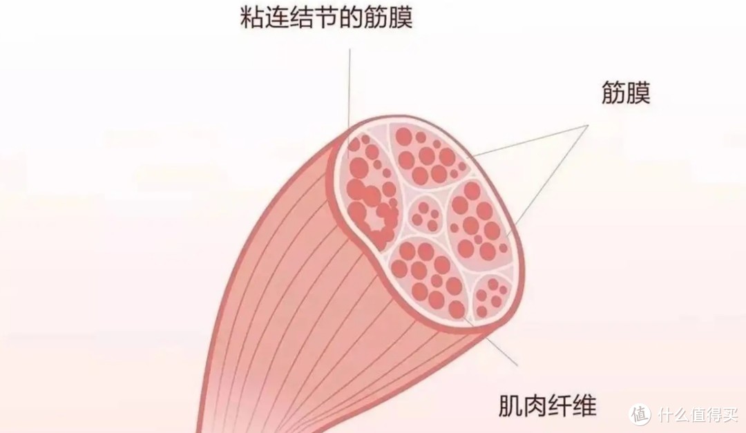 筋膜枪怎么选？五款顶级产品揭秘，深度测评推荐！