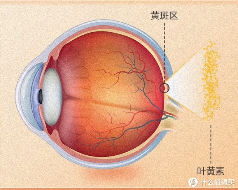 叶黄素不单单可以保护眼睛，还可以间接的提高睡眠质量