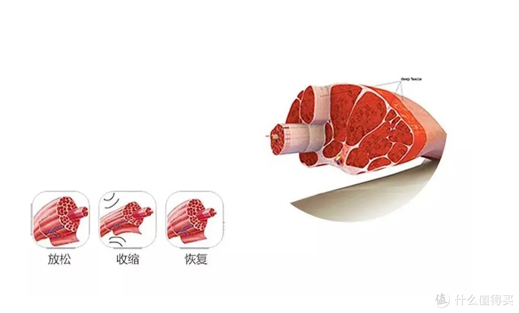 十大筋膜枪品牌：2024十大性能优秀品牌整理