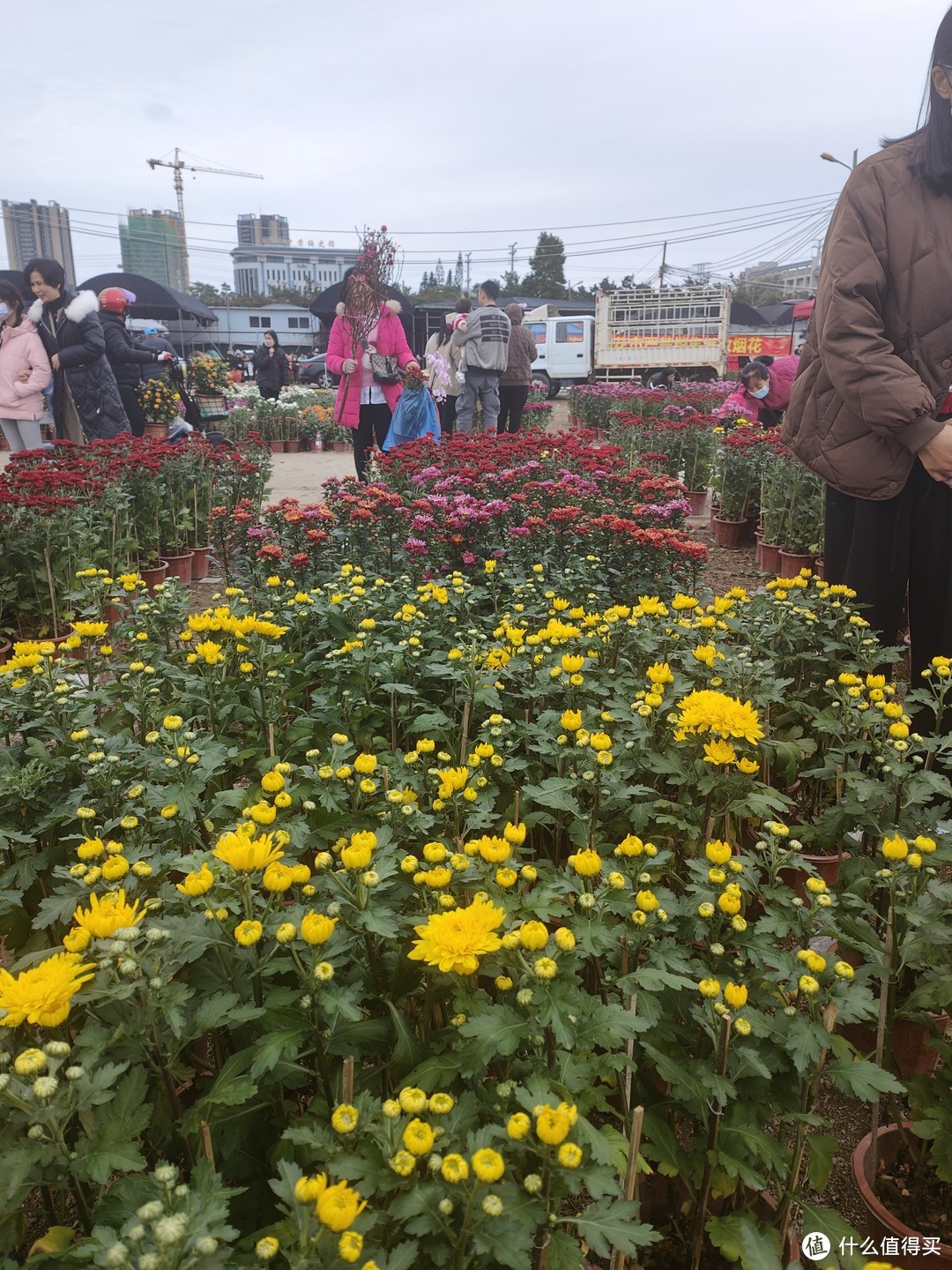 广东年味浓！年三十逛花市，你准备好了吗？。。。最好带上露营车