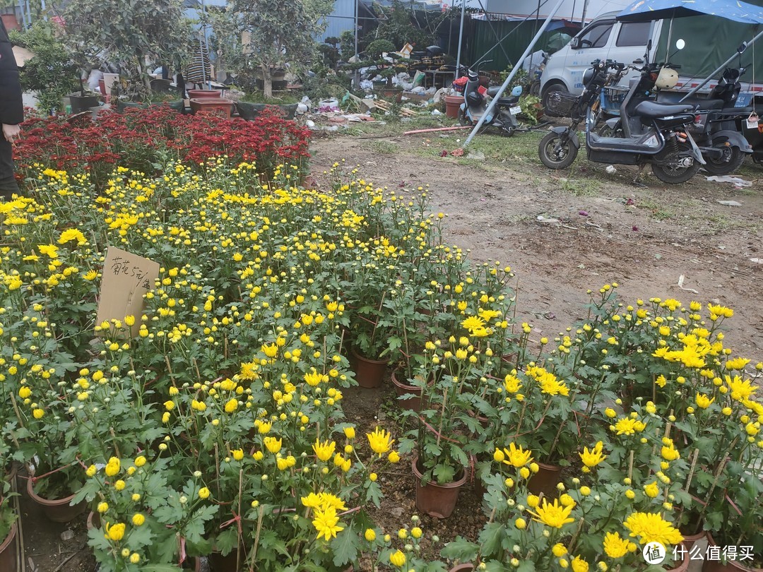 广东年味浓！年三十逛花市，你准备好了吗？。。。最好带上露营车