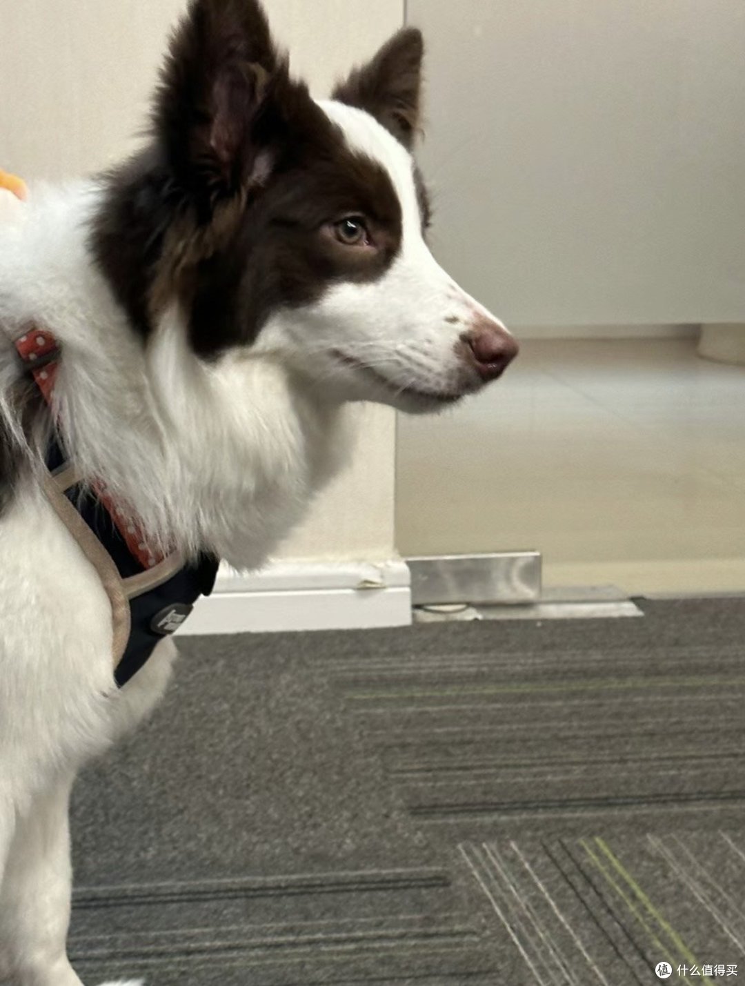 高智商狗狗排行榜揭晓！第一名竟然是它？_狗狗_什么值得买