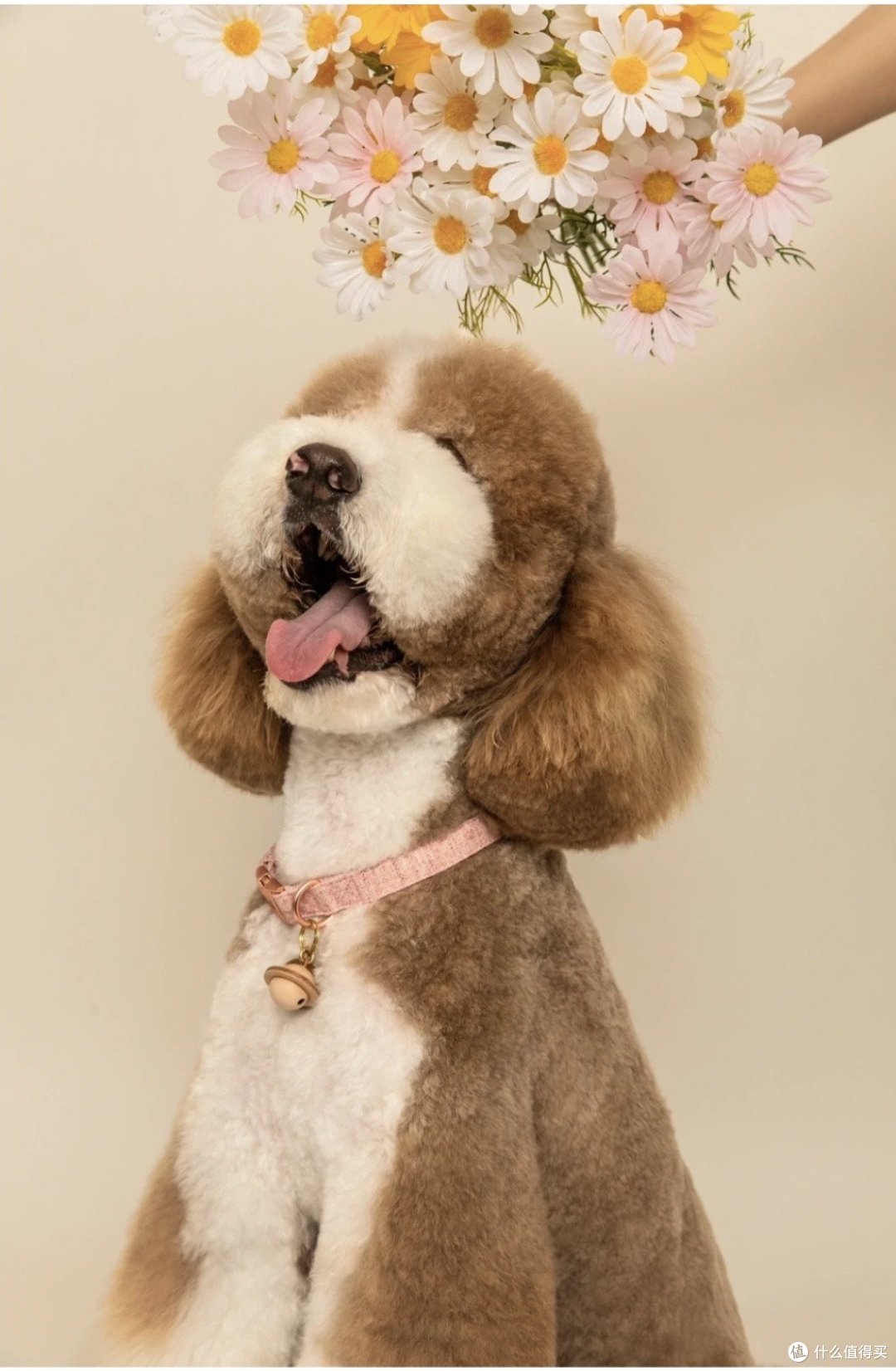 高智商狗狗排行榜揭晓！第一名竟然是它？_狗狗_什么值得买