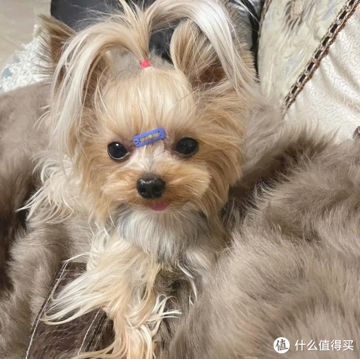 8种适合“新手”养的“小型犬”，你更喜欢哪个品种？