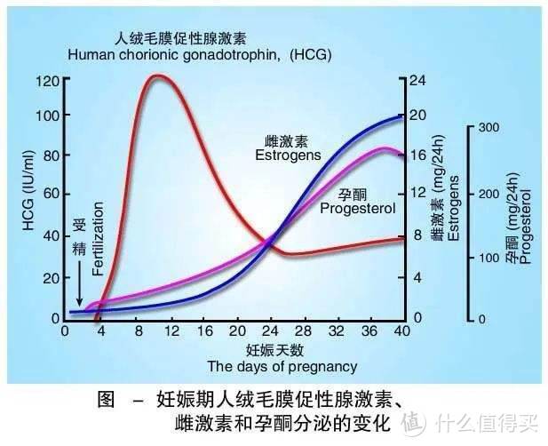 孕期就有奶水？你没看错，初乳其实在孕期就已经形成了