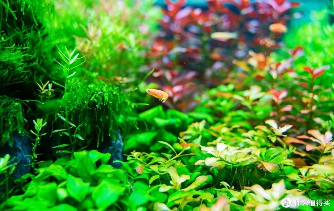 鱼缸养水草的好处多，这6种水草，好养的和不好养的都有了