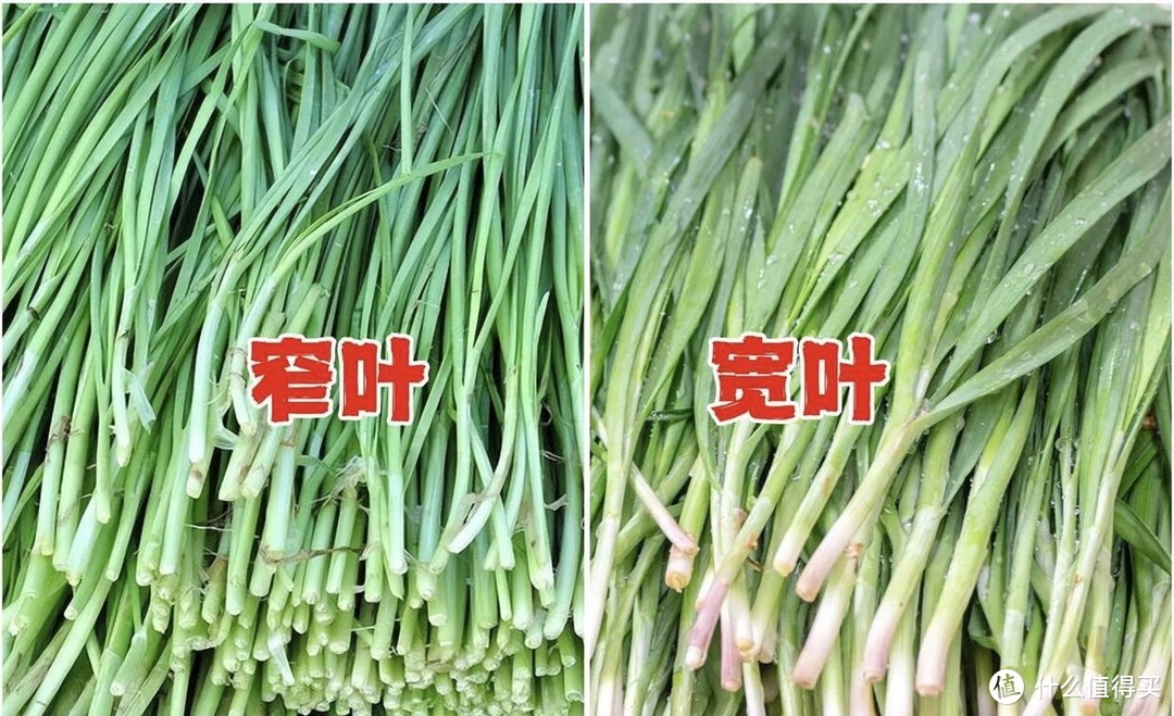 春天买韭菜，要分清“窄叶”和“宽叶”差别很大，弄明白了不吃亏