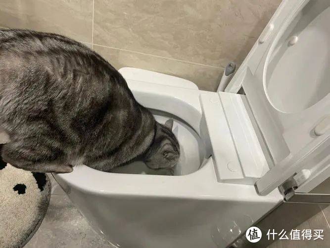 猫咪怎么让它多喝水？超实用的主食冻干分享测评