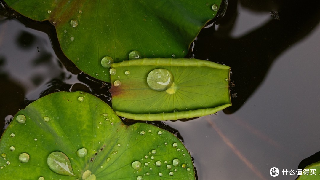 如果你要拍花，你不能只拍花