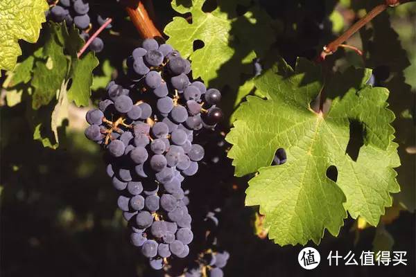 解百纳到底是一个红酒品牌？还是一个葡萄品种？