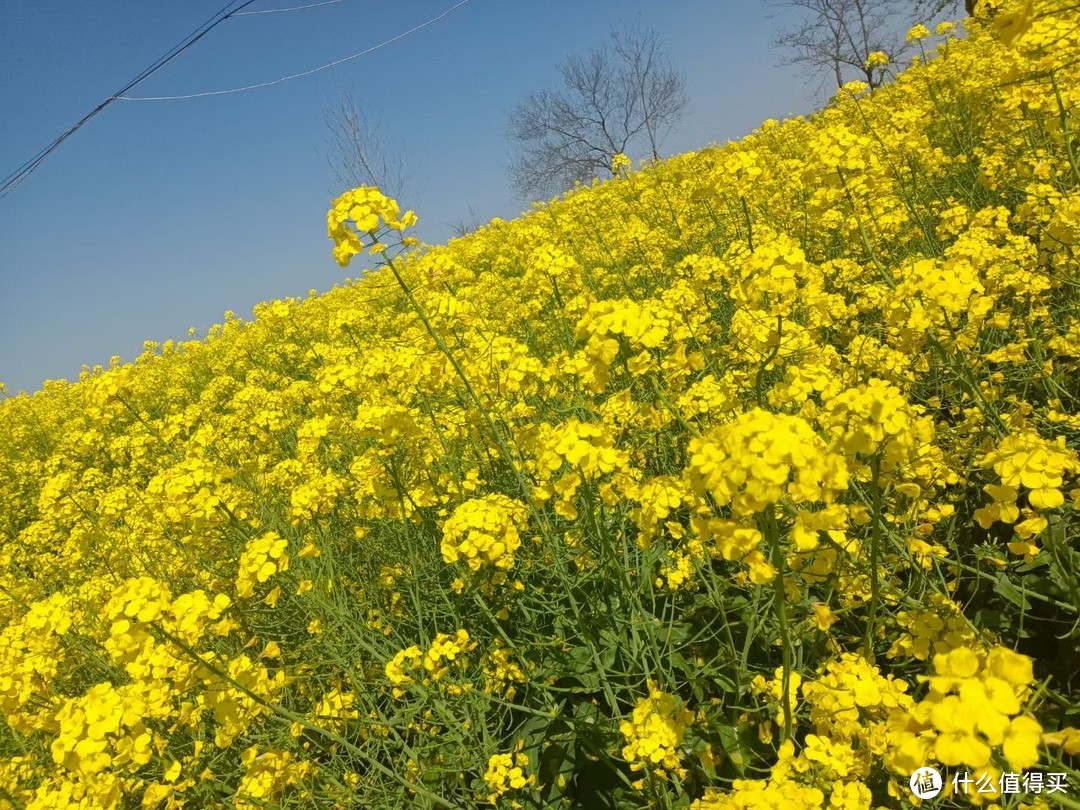 春天最美的风景，就是那一片片金黄的油菜花田。🌼🌼🌼