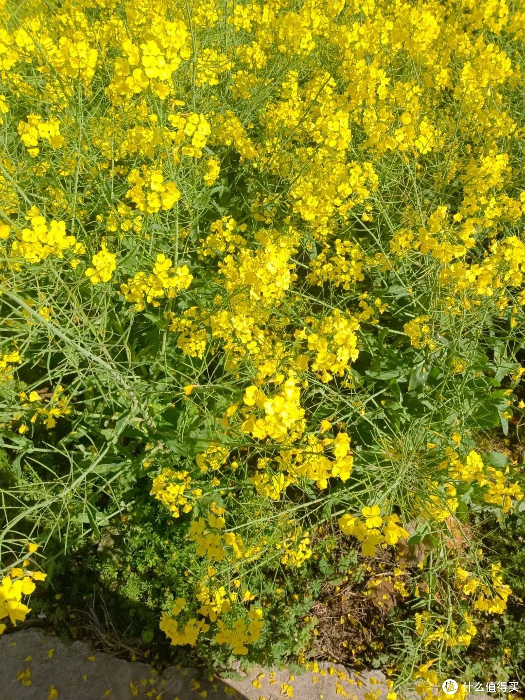 春天最美的风景，就是那一片片金黄的油菜花田。🌼🌼🌼